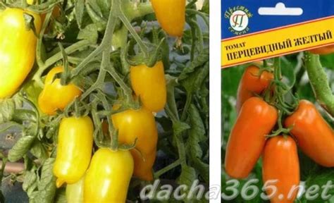 23 сорта желтых томатов с фото и описанием для теплиц и открытого грунта