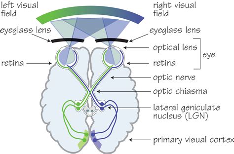 Human_visual_pathway 2 - OpticianWorks Online Optician Training