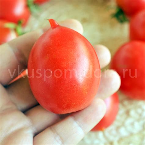 Купить семена томата сорт Морозный водопад - Шимофури (Shimofuri)
