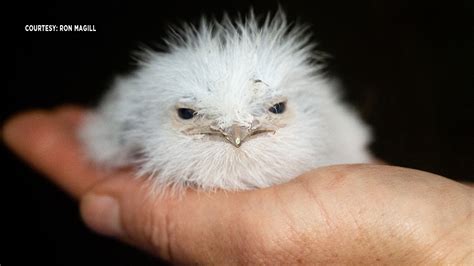 Rare Tawny frogmouth chick hatches for first time in Zoo Miami history ...