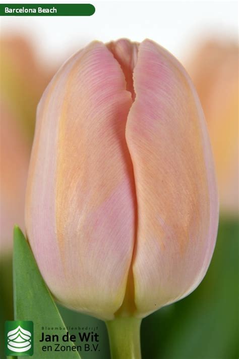 Barcelona Beach ® | Tulip | Jan de Wit en Zonen B.V.