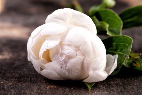 Pion Duchesse De Nemours » Fotograf Haslien