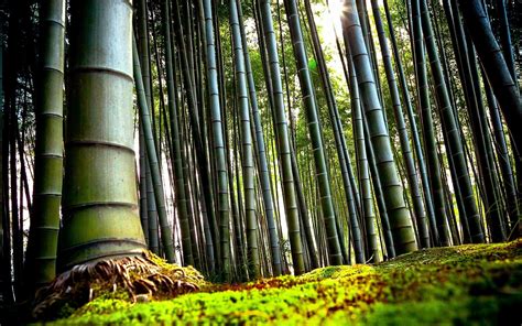Chinese Bamboo Wallpapers - Top Free Chinese Bamboo Backgrounds