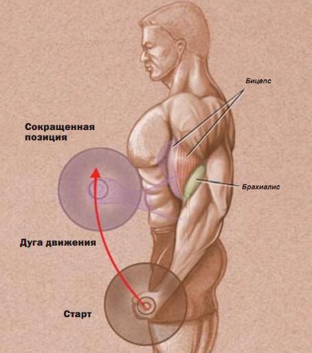 Качаем руки с помощью сгибаний рук - Секреты Профи - Каталог статей ...