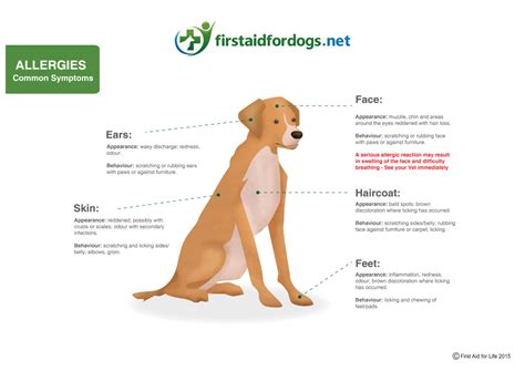 treat allergies  dogs  aid  pets