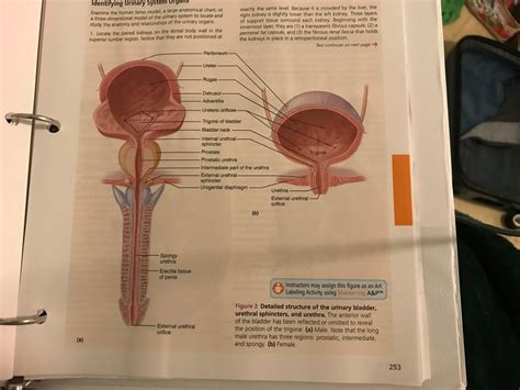 Bladder Diagram | Quizlet