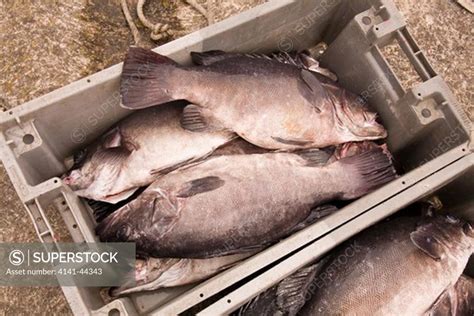 cherne or wreckfish (polyprion americanum) large specimens in fish box ...