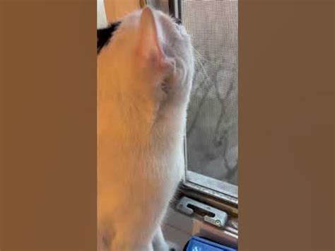MurCat - YouTube