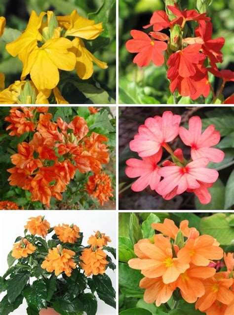 Цветок Кроссандра – уход и выращивание в домашних условиях - What Flower?