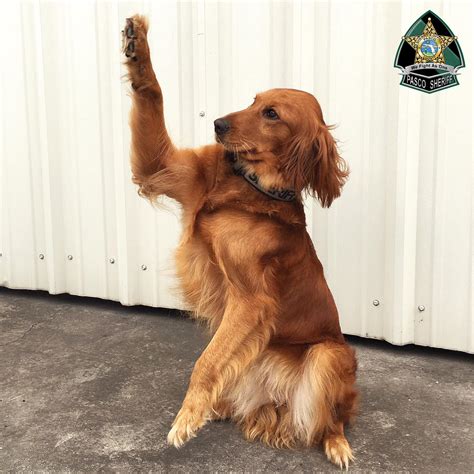 Pasco sheriff office alerts residents about new safety protocols 20