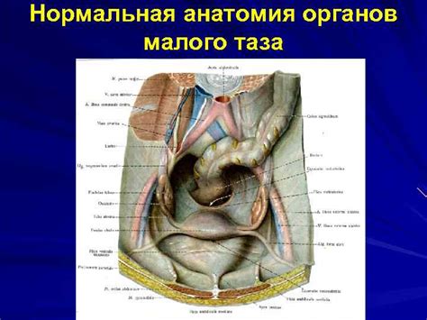 Учебное мультимедийное пособие по курсу факультетской хирургии Аппендицит