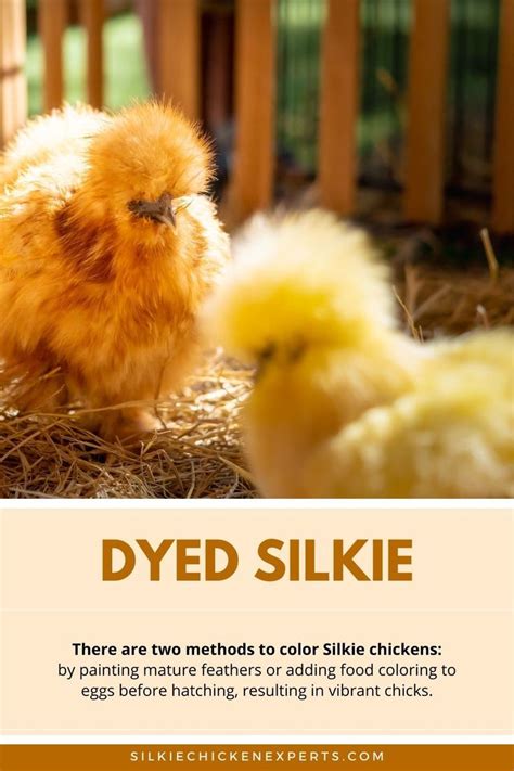 A complete guide to silkie chicken colors breeding chart sexing ...