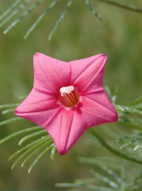 Ipomoea quamoclit - Изображение особи - Плантариум