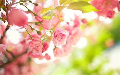 aesthetic flowers desktop wallpaper top   lisam