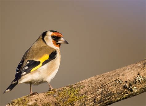 Home | Somerset Wildlife Trust