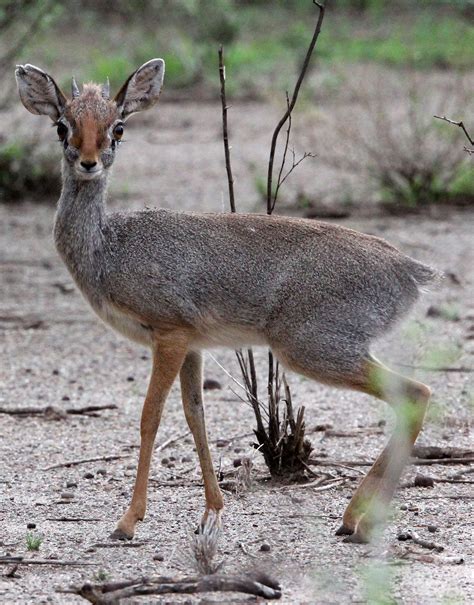 Genus Madoqua Dik Diks — Coke Smith Wildlife