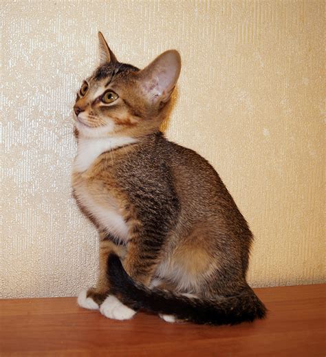 Котята-3: kotofoto — LiveJournal