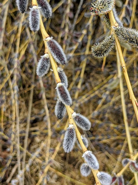Cutting Back the Pussy Willows - The Martha Stewart Blog