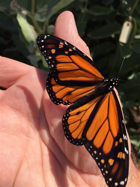 On The Controversy Over Milkweed & Monarch Butterflies – Monarch Botanika