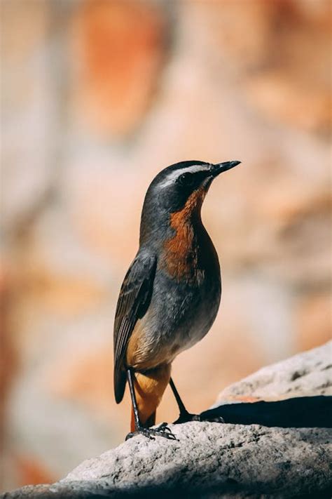 100,000+ Best Without Background Photos · 100% Free Download · Pexels ...