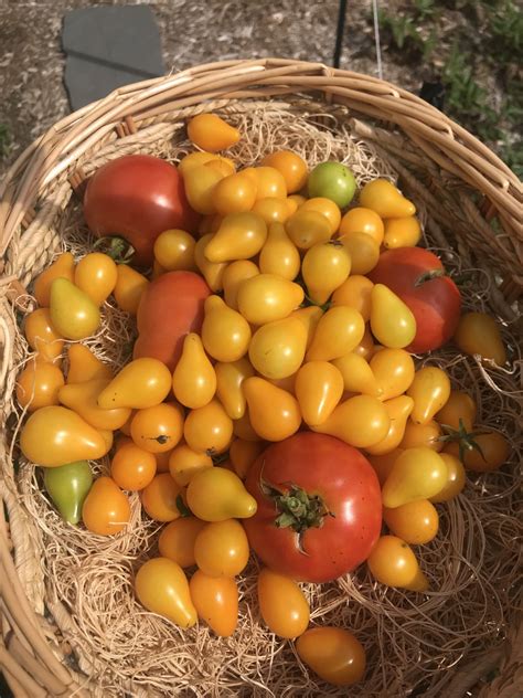 All You Need to Know about Yellow Tomato Varieties - Cedar Homestead
