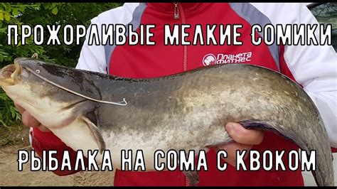 Прожорливые сомики! Рыбалка с квоком на сома. - YouTube