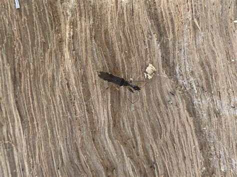 Found on my firewood with sawdust. Do you what it is and should I dump