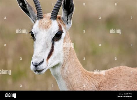 Gazelle Face