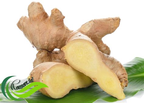 jahe tumbuhan  rimpangnya digunakan sebagai bumbu  bahan baku