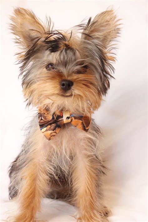 Does anyone know the weight of their yorkie at 20 weeks? : r/Yorkies