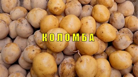 Сорт картофеля Коломба. Potato seeds Colombo. - YouTube