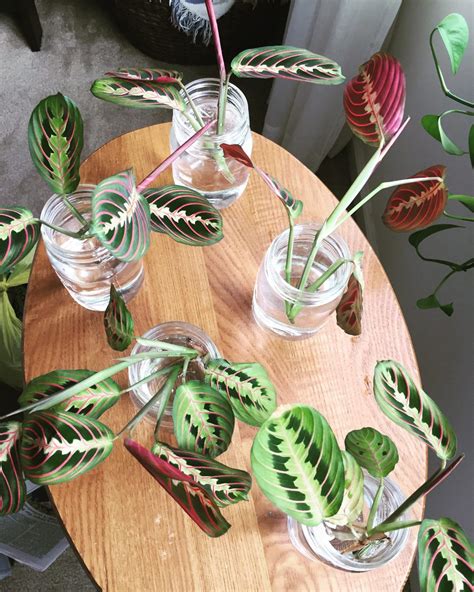 Prayer Plant Care, Propagation, and More | Sprouts and Stems