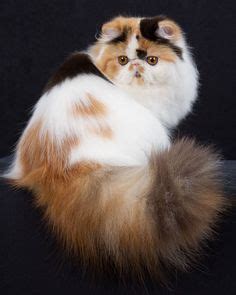 Persian: With their long, flowing coats and open, pansylike faces, is ...