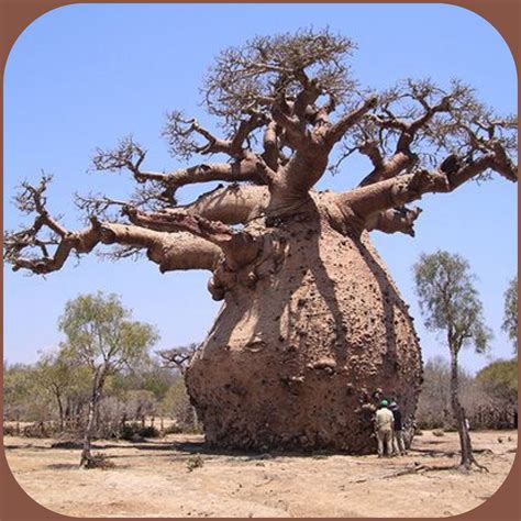 Fruit Of The Baobab Tree / Madagascar Baobab Tree / Its name is derived ...
