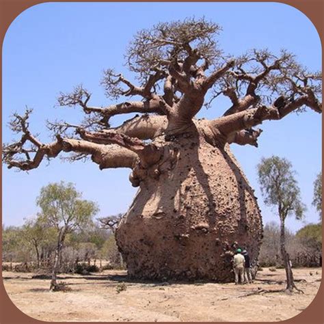 Fruit Of The Baobab Tree / Madagascar Baobab Tree / Its name is derived ...