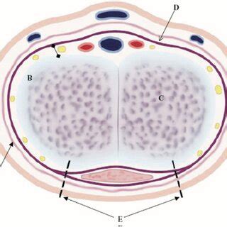 albuginea sparing clitoroplasty cross section  corpora cavernosa