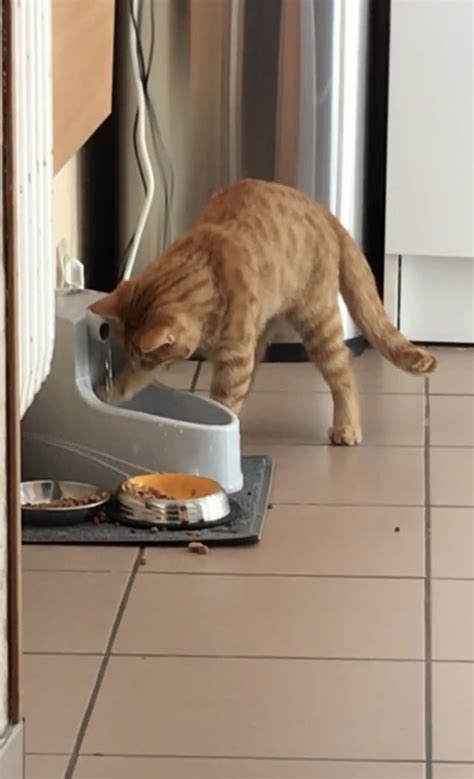 Drinkwell Mini - 1,2 L - Fonte para gato e cão pequeno