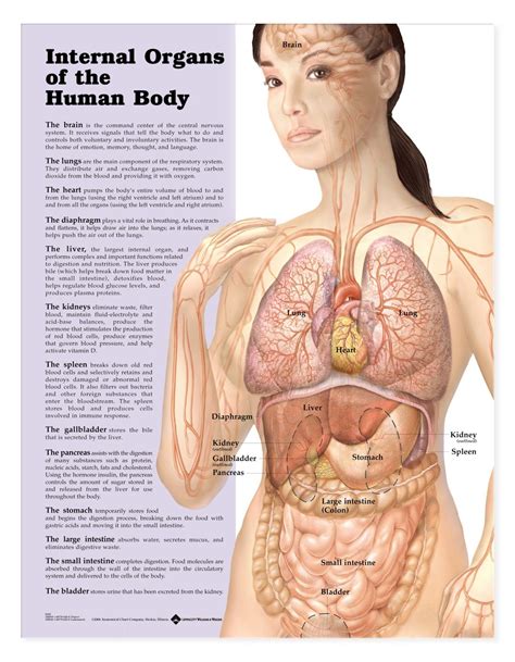 Female Body Chart Organs - Educational Chart Resources