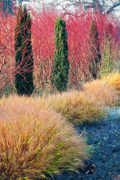 How to grow coral bark japanese maples – Artofit