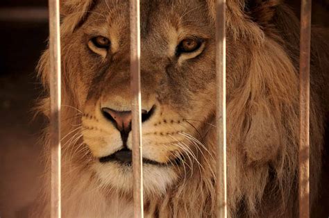 Wildlife in Egypt - Types of Egyptian Animals - A-Z Animals
