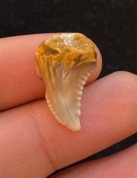 Pathological Fossil Tiger Shark Teeth galeocerdo Eaglesomi From Morocco - Etsy