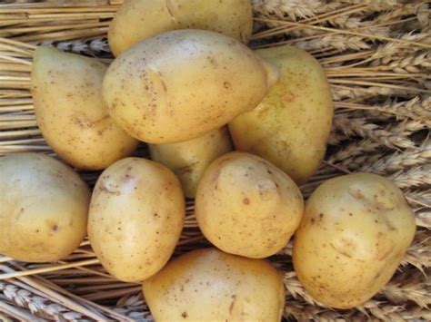 Насіннєва картопля сорт Гала (Німеччина) 1 репродукція | АгроТехСервіс