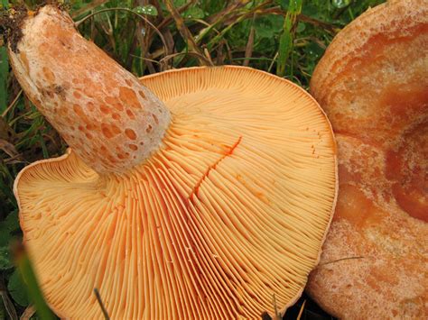 Lactarius semisanguifluus