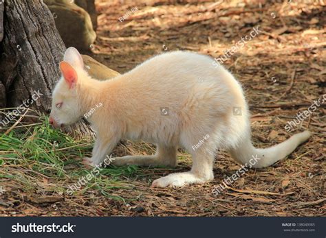 Albino Kangaroo
