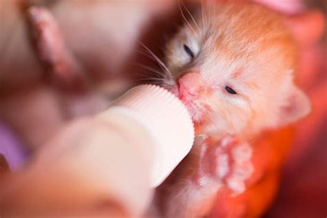 Neonatal Kitten Stock Photos, Pictures & Royalty-Free Images - iStock