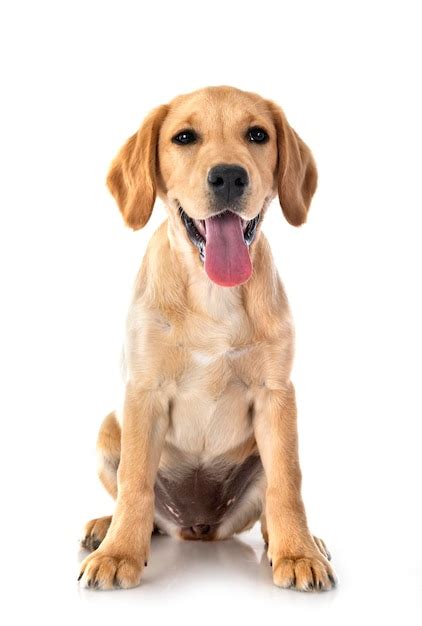 20+ Labrado Pictures