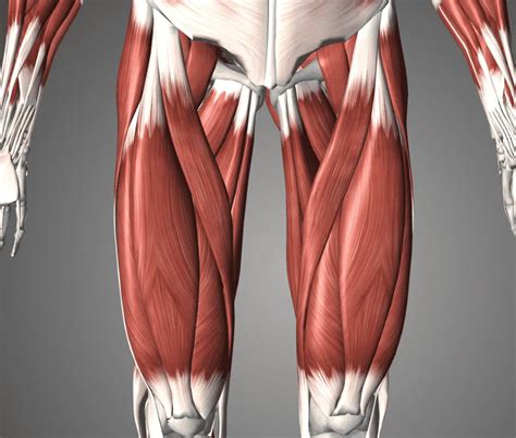 quadriceps strain  symptoms treatment options artofit