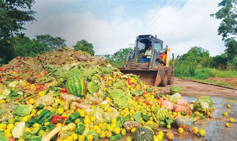 O Que Significa Desperdício - Desperdício de Alimentos - iGUi Ecologia