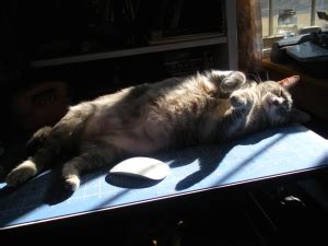 The Secret Life Of Cats…. – thebarefoothome