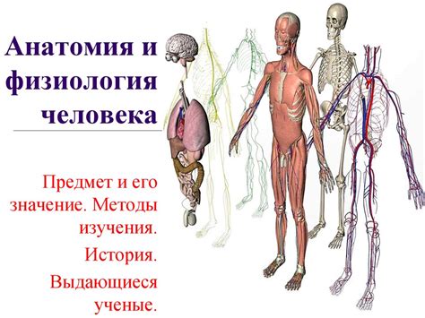 Анатомия и физиология человека. Предмет и его значение. Методы изучения ...